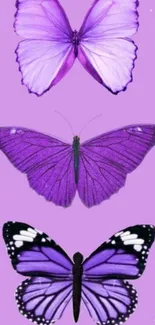 Purple butterflies on a lavender background.