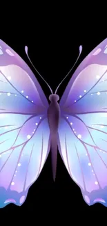 Purple butterfly on black background in stunning gradient design.