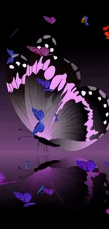 Purple butterfly on black background with reflection.