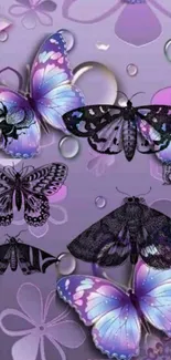 Purple butterflies and moths on an artistic floral background.