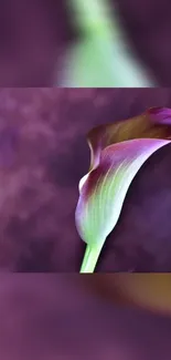 Elegant purple calla lily against a blurred background.