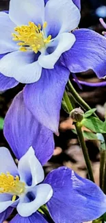 Beautiful purple columbine flower wallpaper.