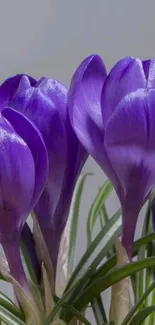 Vibrant purple crocus flowers in bloom close-up wallpaper.