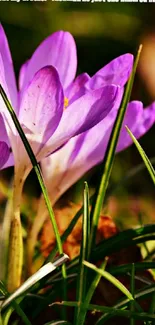 Purple crocus flowers blooming with green grass.