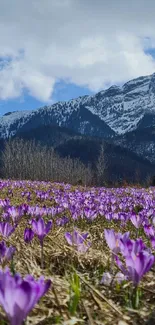 Purple crocus field with snowy mountains.