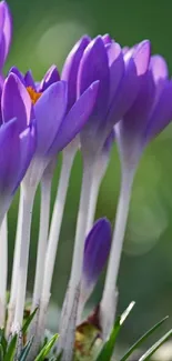 Purple crocuses in bloom with a green background and sunshine.