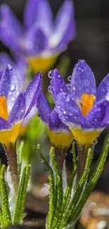 Mobile wallpaper of vibrant purple crocus flowers with dew drops.