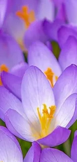 Beautiful purple crocus flowers with delicate petals and vibrant color.