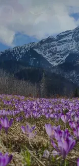 Purple crocus field with snowy mountain backdrop and blue sky.