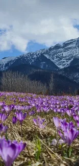 Purple crocus flowers with snowy mountain backdrop.