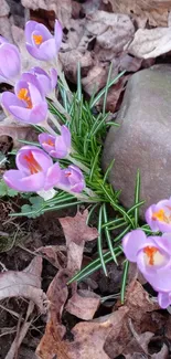 Purple crocus flowers blooming on a stone background.