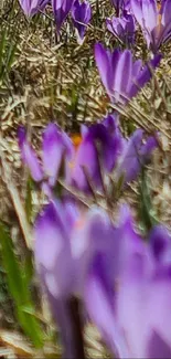 Blurry close-up of purple crocuses in a field.