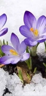 Purple crocuses blooming in white snow, vibrant and fresh.