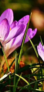 Purple crocuses blooming in green grass.