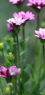 Purple daisies blooming on a mobile wallpaper.