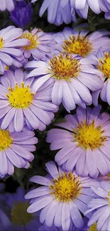 Beautiful mobile wallpaper with purple daisies.