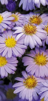 Beautiful purple daisy flowers in full bloom mobile wallpaper.