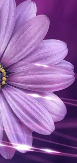 Purple daisy flower on dreamy background wallpaper.