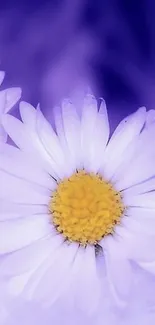 Purple daisy with yellow center wallpaper.