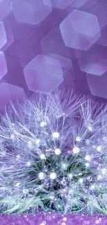 Purple dandelion with bokeh effect mobile wallpaper.