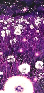 Vibrant purple dandelion field wallpaper.