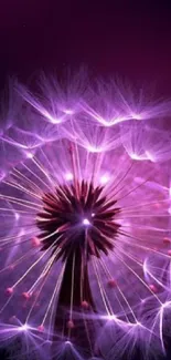 Purple dandelion with ethereal glow wallpaper.