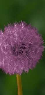 Purple dandelion flower on green background wallpaper.