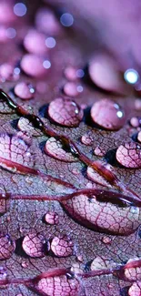 Close-up of dew drops on a purple leaf with intricate textures.