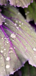 Close-up of purple leaves with dew droplets on a mobile wallpaper.