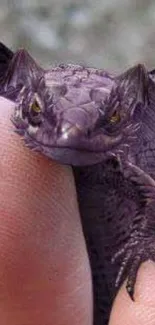 Unique purple dragon perched on a fingertip.