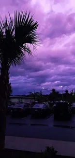 Purple dusk sky with palm tree silhouette.