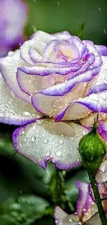 Vibrant purple-edged rose with dewdrops on a mobile wallpaper.