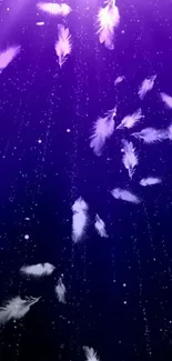 Purple background with floating white feathers.