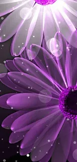 Abstract purple floral wallpaper with vibrant transparent petals.