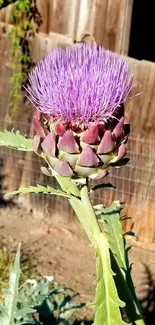 Purple artichoke flower with rustic backdrop for mobile wallpaper.