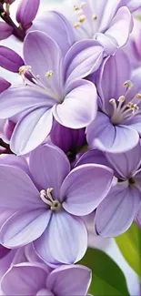 Purple flowers in full bloom, close-up view.