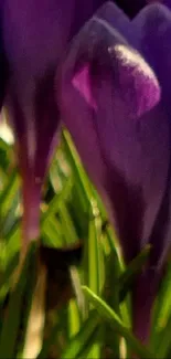 Closeup of purple flowers with green leaves.