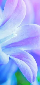 Vibrant purple flower petals wallpaper with a gentle gradient