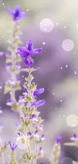 Dreamy purple floral wallpaper with lavender blooms.