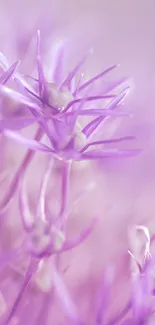 Close-up of purple flowers with delicate petals and soft focus.