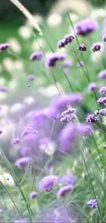 Purple flowers in a lush green field wallpaper.