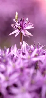 Vibrant purple flower in focus against blurred blooms.