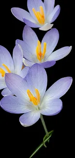 Delicate purple flowers with a vibrant orange center on a black background.