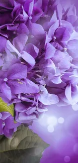 Purple hydrangea flowers with green leaves and soft bokeh background.