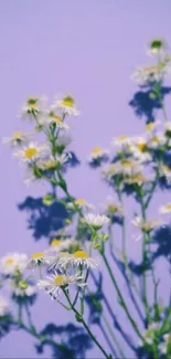 Lavender wallpaper with white daisies and green stems.