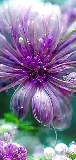 Beautiful purple flower with dew droplets in stunning detail.