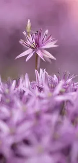 Purple flowers in soft focus, creating a serene mobile wallpaper.