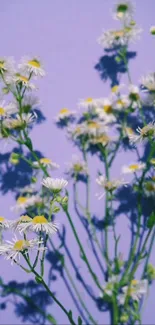 White daisy flowers on a purple background mobile wallpaper.