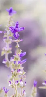 Soft-focus lavender purple flowers in a serene nature setting.