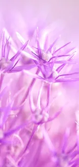 Delicate purple flowers in soft focus mobile wallpaper.